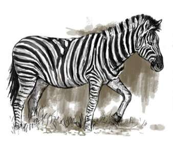 hatari_zebra.jpg