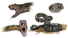 Klapperschlange Ansichten