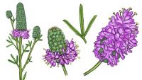 Purple-Prairie Clover