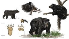 Schwarzbaer Ansichten