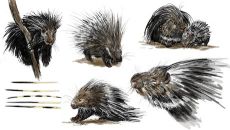 Stachelschwein Ansichten-1