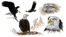 Weisskopfadler Ansichten-1