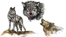 Wolfansichten