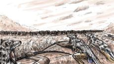 Wolfsfell-auf-dem-Ruecken