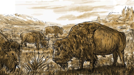 tl_files/sfweb/theme/media/01-inhaltsbilder/Buffalo-Gras-Bisons.jpg tl_files/sfweb/theme/media/01-inhaltsbilder/Buffalo-Gras-Bisons.jpg