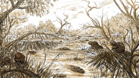 tl_files/sfweb/theme/media/01-inhaltsbilder/Der-Fluss-Biber-Zuhause.jpg tl_files/sfweb/theme/media/01-inhaltsbilder/Der-Fluss-Biber-Zuhause.jpg