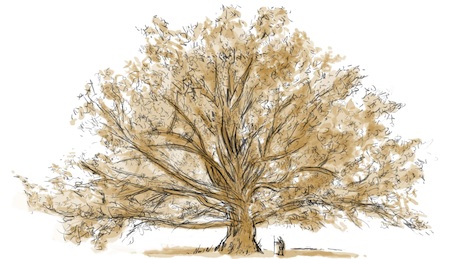 tl_files/sfweb/theme/media/01-inhaltsbilder/Eiche.jpg tl_files/sfweb/theme/media/01-inhaltsbilder/Eiche.jpg