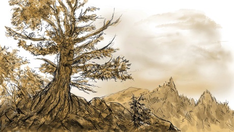 tl_files/sfweb/theme/media/01-inhaltsbilder/Grannenkiefer.jpg tl_files/sfweb/theme/media/01-inhaltsbilder/Grannenkiefer.jpg